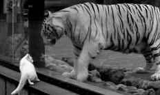 开云APP-马克西爆发如利刃出鞘，辽宁一波流带走广东，诠释何为冠军底蕴