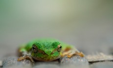 开云体育平台APP-迪马利亚一剑封喉，马竞铁血战术击溃韩国足球梦