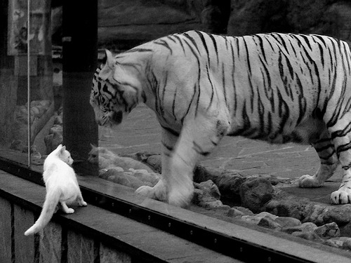 马克西爆发如利刃出鞘，辽宁一波流带走广东，诠释何为冠军底蕴