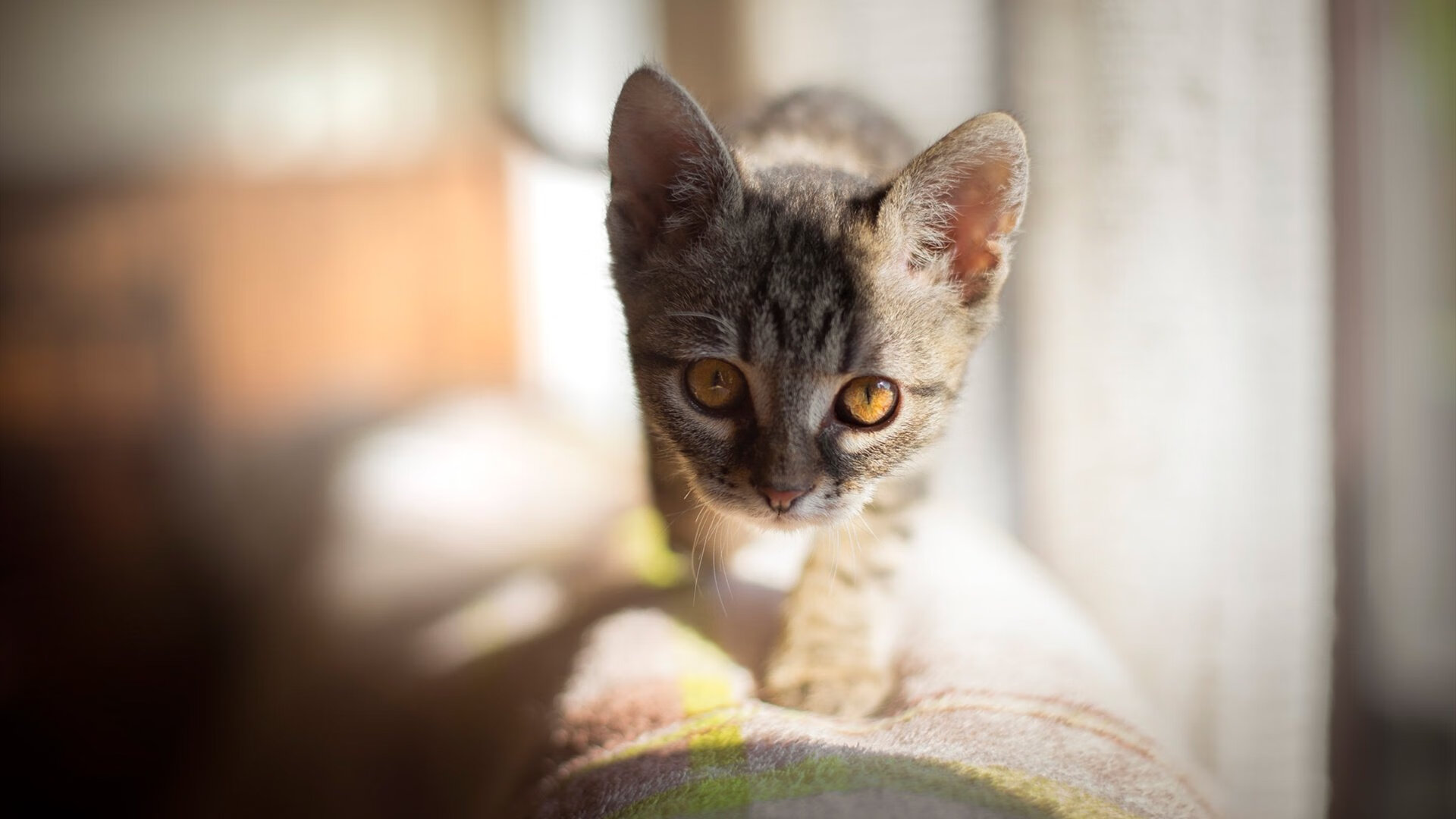 突尼斯强势晋级中国杯，马丁内利成关键先生，非洲新星的东方崛起